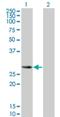 Src Like Adaptor 2 antibody, H00084174-M01, Novus Biologicals, Western Blot image 