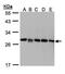 Rho GDP Dissociation Inhibitor Beta antibody, PA5-27873, Invitrogen Antibodies, Western Blot image 