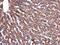 Cerebral Endothelial Cell Adhesion Molecule antibody, GTX123293, GeneTex, Immunohistochemistry paraffin image 