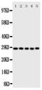 Caspase 14 antibody, PA2104, Boster Biological Technology, Western Blot image 