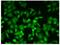 Glyoxalase I antibody, GTX00705, GeneTex, Immunofluorescence image 