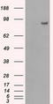 Phosphodiesterase 10A antibody, CF500635, Origene, Western Blot image 