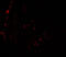 Histone Deacetylase 2 antibody, 7899, ProSci Inc, Immunofluorescence image 