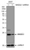 Mitotic Arrest Deficient 2 Like 1 antibody, MA5-27761, Invitrogen Antibodies, Western Blot image 