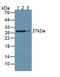 Guanidinoacetate N-Methyltransferase antibody, LS-C693967, Lifespan Biosciences, Western Blot image 