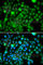 N-6 Adenine-Specific DNA Methyltransferase 1 antibody, A7201, ABclonal Technology, Immunofluorescence image 