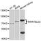 MARVEL Domain Containing 2 antibody, A12612, ABclonal Technology, Western Blot image 