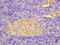 Apolipoprotein D antibody, 251622, Abbiotec, Immunohistochemistry paraffin image 