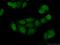 Peptidyl Arginine Deiminase 4 antibody, 17373-1-AP, Proteintech Group, Immunofluorescence image 