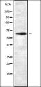 Dystrophin antibody, orb337544, Biorbyt, Western Blot image 