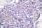 CD40 Molecule antibody, LS-C176334, Lifespan Biosciences, Immunohistochemistry paraffin image 