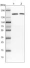 Eukaryotic Translation Initiation Factor 3 Subunit A antibody, NBP1-84876, Novus Biologicals, Western Blot image 