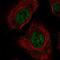 Arginine And Serine Rich Protein 1 antibody, NBP2-55902, Novus Biologicals, Immunofluorescence image 
