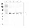 Gap Junction Protein Alpha 1 antibody, PA1026, Boster Biological Technology, Western Blot image 