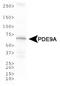 Phosphodiesterase 9A antibody, TA336701, Origene, Western Blot image 