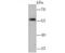 Nuclear Factor I B antibody, NBP2-75588, Novus Biologicals, Western Blot image 