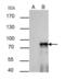 SRY-Box 6 antibody, GTX116081, GeneTex, Immunoprecipitation image 