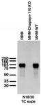 Discs Large MAGUK Scaffold Protein 2 antibody, 75-057, Antibodies Incorporated, Western Blot image 