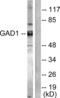Glutamate Decarboxylase 1 antibody, LS-B5660, Lifespan Biosciences, Western Blot image 