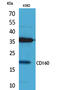 CD160 antigen antibody, A06168-2, Boster Biological Technology, Western Blot image 