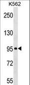 ABI Family Member 3 Binding Protein antibody, LS-C160987, Lifespan Biosciences, Western Blot image 