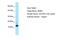 Inhibin Subunit Beta C antibody, NBP1-98297, Novus Biologicals, Western Blot image 