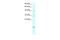 NFKB Inhibitor Alpha antibody, 31-231, ProSci, Western Blot image 