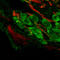 Glutamate Metabotropic Receptor 2 antibody, A06123, Boster Biological Technology, Immunofluorescence image 