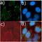 Mechanistic Target Of Rapamycin Kinase antibody, 701483, Invitrogen Antibodies, Immunofluorescence image 