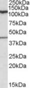 Component Of Oligomeric Golgi Complex 1 antibody, NBP1-28468, Novus Biologicals, Western Blot image 