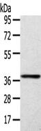 Sirtuin 4 antibody, CSB-PA902433, Cusabio, Western Blot image 