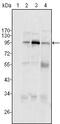 Staphylococcal Nuclease And Tudor Domain Containing 1 antibody, MA5-15420, Invitrogen Antibodies, Western Blot image 