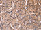 ETFB antibody, CSB-PA585322, Cusabio, Immunohistochemistry frozen image 