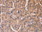 Electron transfer flavoprotein subunit beta antibody, CSB-PA585322, Cusabio, Immunohistochemistry frozen image 