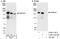 GTPase Activating Protein And VPS9 Domains 1 antibody, A302-116A, Bethyl Labs, Immunoprecipitation image 