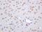 Neurofibromin 2 antibody, orb11116, Biorbyt, Immunohistochemistry paraffin image 