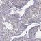 Testis Expressed 22 antibody, HPA065576, Atlas Antibodies, Immunohistochemistry frozen image 