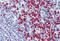 Ras Association Domain Family Member 2 antibody, MBS247267, MyBioSource, Immunohistochemistry frozen image 