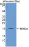 Neurotrophin 4 antibody, LS-C314392, Lifespan Biosciences, Western Blot image 