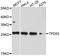 Tumor protein D52 antibody, A10254, ABclonal Technology, Western Blot image 