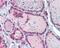 Thyrotropin Releasing Hormone Receptor antibody, 48-927, ProSci, Immunohistochemistry paraffin image 