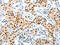 Adaptor Protein, Phosphotyrosine Interacting With PH Domain And Leucine Zipper 1 antibody, CSB-PA605758, Cusabio, Immunohistochemistry frozen image 