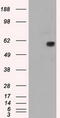 Nuclear Receptor Binding Protein 1 antibody, TA500451S, Origene, Western Blot image 