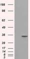 Serine Racemase antibody, MA5-25049, Invitrogen Antibodies, Western Blot image 