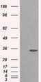 Serine Racemase antibody, MA5-25049, Invitrogen Antibodies, Western Blot image 