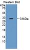 Ubiquitin Specific Peptidase 1 antibody, LS-C374581, Lifespan Biosciences, Western Blot image 