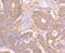 Lymphocyte Antigen 75 antibody, A08183-1, Boster Biological Technology, Immunohistochemistry paraffin image 