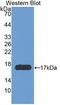 Interferon Gamma antibody, LS-C663538, Lifespan Biosciences, Western Blot image 