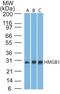 High Mobility Group Box 1 antibody, MA5-16264, Invitrogen Antibodies, Western Blot image 