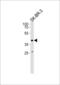 ETS domain-containing protein Elk-3 antibody, LS-C167726, Lifespan Biosciences, Western Blot image 